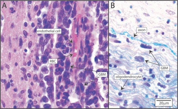 FIGURE 2: