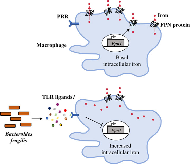 graphic file with name nihms-1032573-f0001.jpg