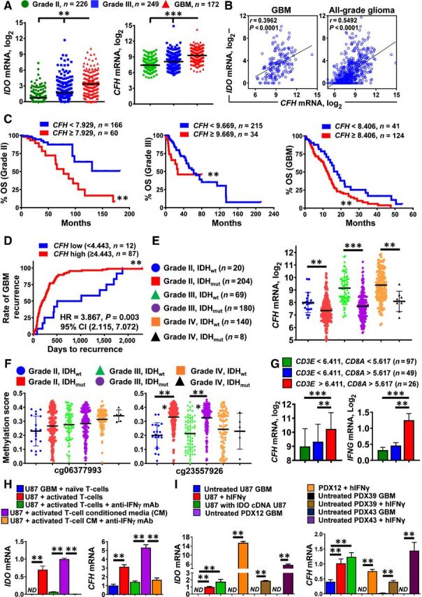 Figure 3. IDO and CFH mRNA levels positively correlate with T-cell infiltration in patient-resected GBM. A, mRNA expression levels for IDO and CFH in grade II (green; n = 226), grade III (blue; n = 249), and grade IV (GBM; red; n = 172) glioma of the RNA Hi-Seq. Illumina dataset as analyzed in TCGA. Horizontal lines in the scatter plots represent mean ± SEM. B, Pearson correlation analysis for IDO and CFH mRNA levels within GBM and all-grade glioma. C, Kaplan–Meier survival analysis of grade II (left), grade III (center), and grade IV (GBM, right) patients with glioma stratified by low CFH (blue) and high CFH (red) expression levels. D, Kaplan–Meier analysis of GBM recurrence. Recurrent GBM samples were identified from the ‘days to tumor recurrence’ section listed in the TCGA GBM clinical dataset. CFH mRNA expression levels were extracted from the Affymetrix U133a microarray dataset. E, CFH mRNA levels were compared among grade II (IDHwt; blue circle and IDHmut; red square), grade III (IDHwt; green triangle and IDHmut; purple circle), as well as grade IV (IDHwt; orange circle and IDHmut; black triangle) glioma. F, CFH DNA methylation analysis at two distinct genomic loci, cg06377993 and cg23557926 in grade II (IDHwt; blue circle and IDHmut; red square), grade III (IDHwt; green triangle and IDHmut; purple circle), and grade IV (IDHwt; orange circle and IDHmut; black triangle) glioma. G, Expression of CFH and IFNγ mRNA levels in patient-resected GBM tissue samples as categorized by CD3E and CD8A expression levels while accessing the TCGA GBM RNA-seq dataset. H, Detection of CFH mRNA in the human GBM cell T-cell coculture system in vitro. CD3+ human T cells were isolated under positive selection from PBMCs of patients with GBM. CFH mRNA levels were analyzed in U87 GBM cells cocultured with either naïve or activated T cells or conditioned medium from activated T cells in the presence or absence of IFNγ-neutralizing antibodies. Data were compiled from 3 independent experiments. I, In vitro expression analysis of human CFH mRNA in different GBM cells with or without the addition of human IFNγ. Data represent pooled data from 4 independent experiments. **, P < 0.01; ***, P < 0.001. All bar graphs represent mean ± SEM.