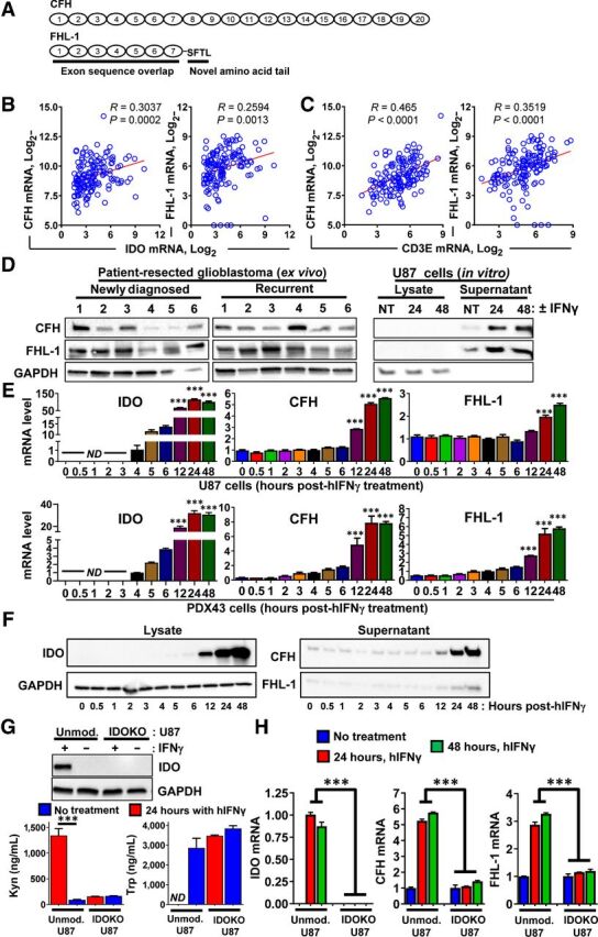 Figure 4. IDO enhances the expression of both CFH isoforms in human GBM. A, Schematic representation of CFH transcript variants reflecting the full-length (CFH) and truncated (FHL-1) sequences. B and C, Pearson correlation analysis of IDO (B) and CD3E (C) with CFH and FHL-1 using the TCGA GBM RNA-seq dataset. D, Left, Western blot analysis of surgically-resected tumor tissue samples from both patients with newly diagnosed GBM and patients with recurrent GBM. Right, Protein expression of full-length and truncated CFH variants in IFNγ-stimulated U87 cells. Cells were treated with IFNγ and cultured in serum-free medium for 24 to 48 hours. Both cell lysates and cell-culture supernatants were collected. The supernatants were concentrated with ultrafiltration and analyzed by Western blot along with cell lysate samples. One representative result is shown that reflects 4 experimental repeats. E, Time-course analysis of IDO, CFH, and FHL-1 mRNA expression after treatment with IFNγ in U87 (top row) and PDX43 (bottom row) GBM cells. The U87 cells were stimulated with 100 ng/mL human IFNγ and RNA lysates were extracted followed by qRT-PCR analysis (n = 4). F, Western blot of cell lysates and supernatants collected from the same experimental design as in E. Data from one representative experiment from two experiments are shown. G, Top, Western blot showing IDO protein levels in unmodified (Unmod.) as well as in CRISPR-Cas9 IDO-deleted (IDOKO) U87 cells. Unmod. U87 cells and IDOKO U87 cells were stimulated with 100 ng/mL human IFNγ for 24 hours. Protein lysates were collected from both untreated and IFNγ-treated cells followed by Western blotting analysis. Bottom, HPLC measurement of Kyn and Trp in Unmod. U87 and IDOKO U87 cells. H, Comparison of IDO, CFH, and FHL-1 mRNA expression induction in Unmod. and IDOKO U87 cells using qRT-PCR (n = 3 per group that reflects 1 representative experiment after two repeats). ***, P < 0.001. All bar graphs represent mean ± SEM.