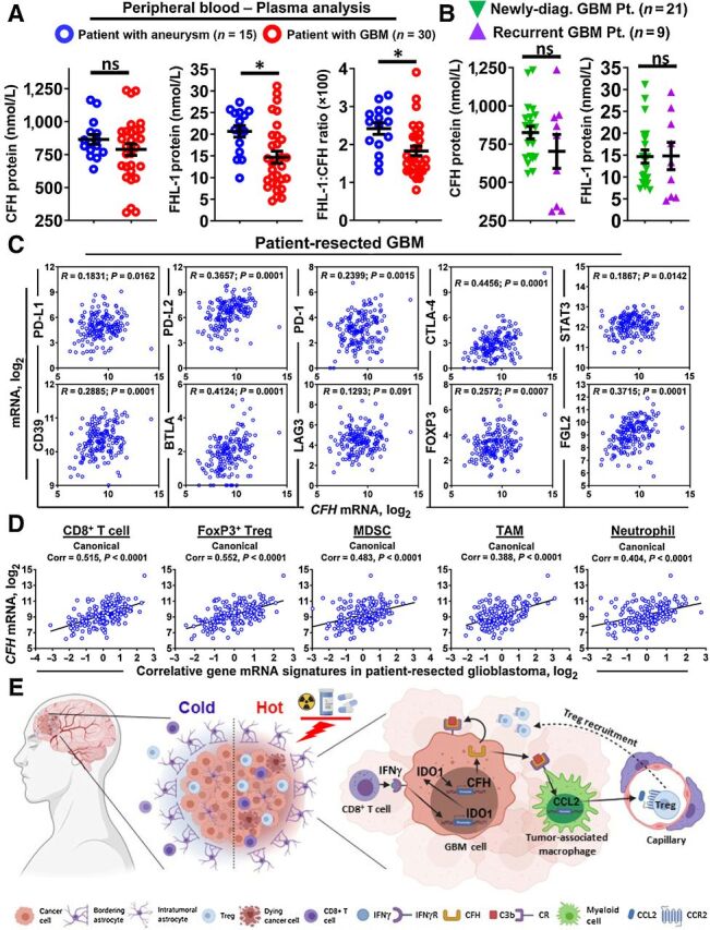 Figure 6. Systemic and local complement factor H levels and the relationship with other immunosuppressive factors in patient-resected GBM. A and B, Quantification of protein levels of full-length and truncated CFH in patient plasma samples by mass spectrometry. C, Pearson correlation analysis for CFH mRNA with PD-L1, PD-L2, PD-1, CTLA-4, STAT3, CD39, BTLA, LAG3, FOXP3, and FGL2 in GBM. Each small circle in the plot represents the expression in a single patient. D, Canonical correlation analysis of CFH with major tumor immune cell types. The signature genes of each type of immune cells are defined as: CD8+ T cell (CD3ϵ, CD8α), Treg (CD3ϵ, CD4, CD25, FoxP3), MDSC (CD14, CD11b, CD33, Arg1), TAM (CD14, HLA-DR, CD312, CD115, CD163, CD204, CD301, CD206), and neutrophil (CD11b, CD16, CD66b, ELANE). E, Schematic presentation of a hypothesis based on the findings reported here and elsewhere. Standard of care treatment radiation (RT) and TMZ enhances inflammatory mechanisms that alter the immune-tolerant (cold) GBM microenvironment into more inflamed (hot) conditions which is partially caused by tumor-infiltrating IFNγ+ CD8+ T cells. The IFNγ acts on human GBM cells to induce IDO expression, which in turn, enhances CFH expression levels through a nonenzymatic mechanism. CFH acts on complement receptors in an autocrine and paracrine manner; the latter of which elicits CCL2 expression in TAMs. The TAMs then facilitate Treg and additional monocyte recruitment into the GBM which reinforces the immunosuppressive microenvironment.