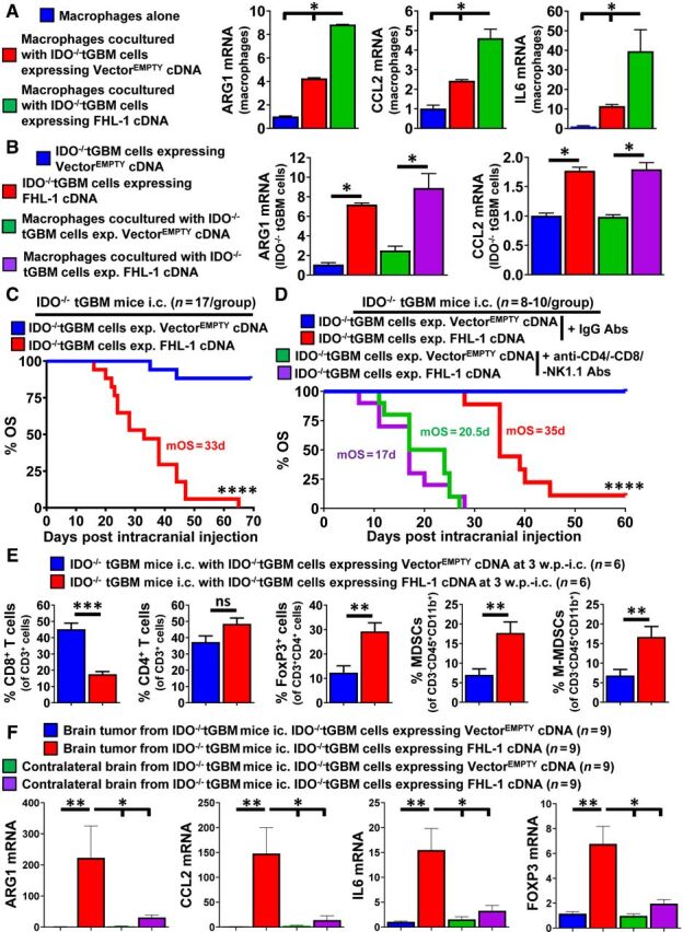 Figure 5. CFH increases immunosuppressive factor expression and decreases OS in a syngeneic mouse brain-tumor model. A, Splenic CD11b+ monocytes were isolated from IDO−/−tGBM mice and cocultured with either IDO−/−tGBM cells expressing VectorEMPTY or FHL-1 cDNA. RT-PCR quantification for ARG1, CCL2, and IL6 mRNA levels were determined in cultured macrophages (blue bar), macrophages cocultured with IDO−/−tGBMs expressing VectorEMPTY (red bar), or macrophages cocultured with FHL-1 cDNA (green bar; n = 3 per group reflecting data compiled from 2 independent experiments). B, RT-PCR quantification for ARG1 and CCL2 in cultured IDO−/−tGBMs alone (blue bar), IDO−/−tGBM cells expressing FHL-1 cDNA (red), IDO−/−tGBM cells expressing VectorEMPTY cocultured with macrophages (green bar) and IDO−/−tGBM cells expressing FHL-1 cDNA cocultured with macrophages (purple bar; n = 3 per group reflecting data compiled from 2 independent experiments). C, Kaplan–Meier survival analysis of IDO−/−tGBM mice intracranially engrafted with either IDO−/−tGBM cells expressing VectorEMPTY (blue) or IDO−/−tGBM cells expressing FHL-1 cDNA (red; n = 17/group). Colorful numbers represent median survival (MS). Plots without labeled numbers indicate undefined MS. D, Kaplan–Meier survival analysis of IDO−/−tGBM mice intracranially engrafted with either IDO−/−tGBM cells expressing VectorEMPTY or IDO−/−tGBM cells expressing FHL-1 cDNA in the presence or absence of antimouse-CD4 mAb, -CD8 mAb, and -NK1.1 mAb (n = 8–10/group). Colorful numbers represent MS. E, Flow-cytometry analysis of tumor-infiltrating lymphocytes and MDSCs from GBM tissue samples collected at 3-week post intracranial injection. F, Gene-expression analysis on mouse GBM tumor tissues and contralateral nontumor brain samples. Mice intracranially injected with modified IDO−/−tGBM cells were euthanized when displaying endpoint symptoms. Brain tumor tissues and contralateral brain tissues were collected and stored in Trizol reagent. At the end of survival analysis (65 days post injection; Fig. 5C), all samples were subjected to RNA extraction and real-time RT-PCR. Plots without labeled numbers indicate undefined MS. *, P < 0.05; **, P < 0.01; ***, P < 0.001; ****, P < 0.0001. All bar graphs represent mean ± SEM.