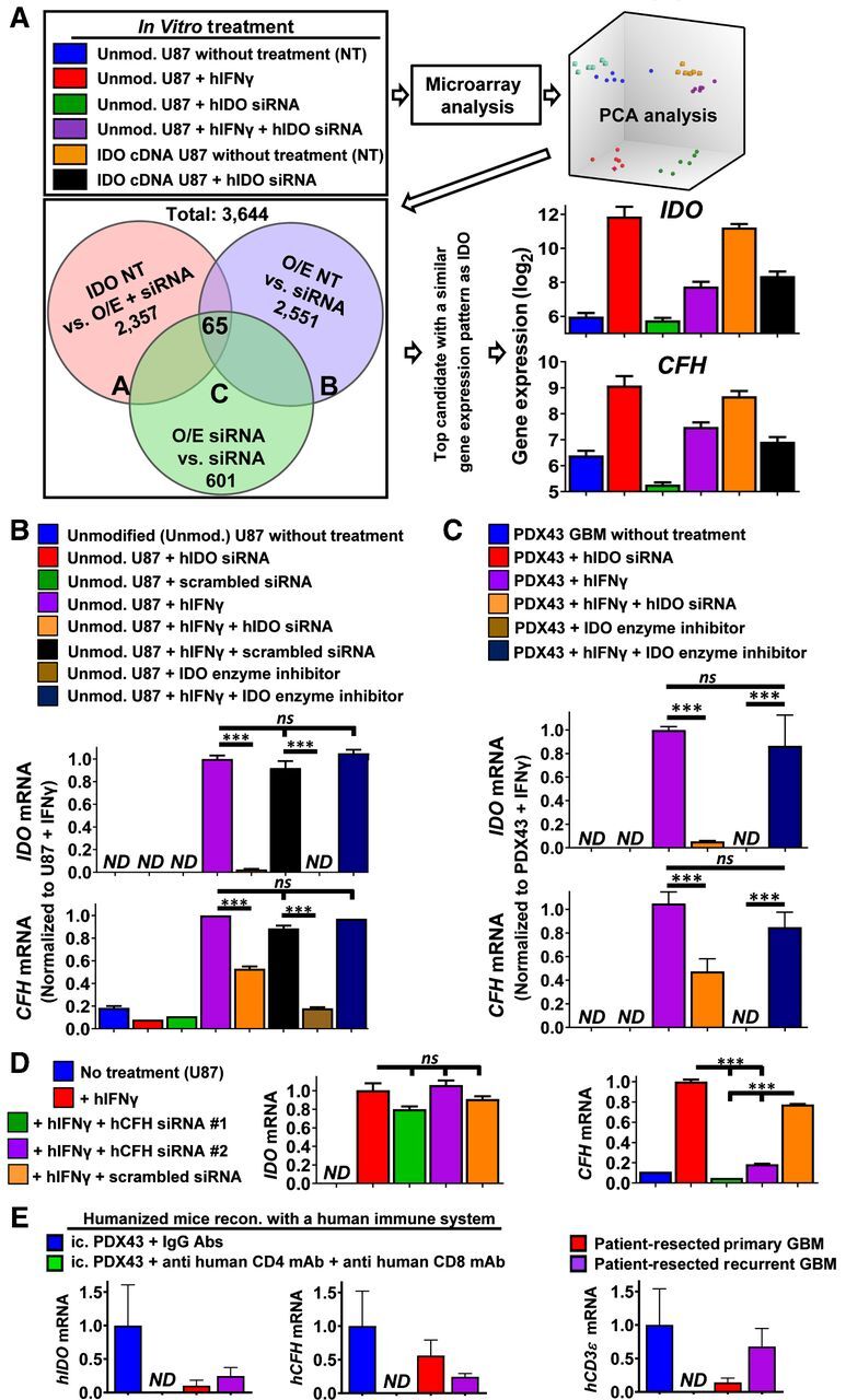 Figure 2. IDO nonmetabolically increases CFH levels in human GBM. A, Flow chart for the microarray experimental design, data analysis, as well as validation of results. B and C, Real-time RT-PCR confirmation of IDO regulatory effects on CFH expression in cultured U87 (B) or PDX43 GBM (C). Cells were exposed to a variety of conditions including transfection with IDO-specific siRNA (20 nmol/L) or scrambled control siRNA for 16 hours; treatment with or without 100 ng/mL human IFNγ; treatment with or without the IDO enzyme inhibitor, BGB-5777 (1 μmol/L); or IFNγ plus BGB-5777 for 24 hours. qRT-PCR was performed (n = 3 reflecting one representative experiment from four experimental repeats). D, qRT-PCR analysis of IDO and CFH mRNA expression on IFNγ-stimulated U87 cells treated with CFH siRNA or scrambled control siRNA. Same experimental conditions as in B (n = 3/group reflecting one representative experiment from three experimental repeats). E, mRNA expression levels for human IDO, CFH, and CD3ϵ were quantified and compared among intracranial PDX43 and patient-resected newly-diagnosed or recurrent intracranial human GBM (n = 4–9/group). Intracranially-engrafted (ic.) PDX43 was isolated from humanized mice with or without treatment of CD4+ and CD8+ T-cell depleting antibodies between 14 and 21 days post intracranial injection. ***, P < 0.001. All bar graphs represent mean ± SEM.