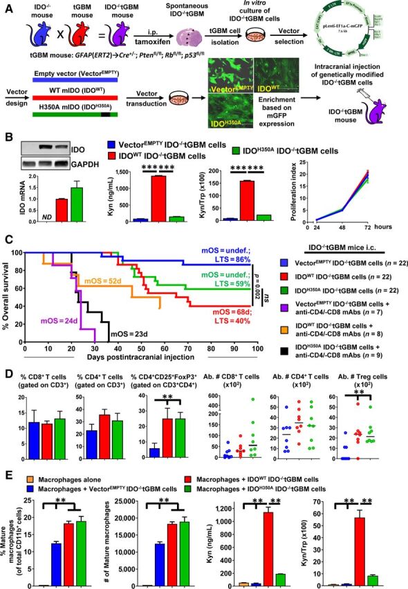 Figure 1. Tumor cell IDO mediates immune suppression in part through an IDO-dependent Trp metabolism-independent mechanism. A, Schematic representation of the protocol used to generate IDO−/−tGBM cells that express vectors with or without IDO cDNA. B, Left, Western blotting and qRT-PCR for the detection of IDO in IDO−/−tGBM cells expressing an empty vector (VectorEMPTY), WT IDO cDNA (IDOWT), or enzyme-null IDO cDNA (IDOH350A). Center, HPLC quantification of Kyn and Trp levels in cell-culture supernatants of genetically modified IDO−/−tGBM cell lines (n = 3 per cell line reflecting one representative experiment from more than 15 experimental repeats). Right, Cell-proliferation assay to compare the in vitro growth of genetically modified IDO−/−tGBM cells (n = 4 per cell line reflecting one representative experiment from 8 experimental repeats). C, IDO−/−tGBM mice were intracranially engrafted with genetically modified IDO−/−tGBM cells, with or without treatment of anti-CD4 and anti-CD8 mAbs beginning at day 3 prior to intracranial engraftment and twice/week for up to 30 days post intracranial engraftment followed by monitoring for OS (n = 7–22/group). The long-term survival rate (LTS) and mOS is labeled on the graph. Survival monitoring of mice depleted for leukocytes ended at 58 days post engraftment. D, Tumor-tissue samples were isolated at 4 weeks post tumor cell engraftment followed by the analysis of tumor-infiltrating leukocyte phenotypes. The percentage and absolute cell numbers of CD8+ T cells, CD4+ T cells, and CD4+CD25+FoxP3+ were quantified (n = 8 per group). E, Left, Flow cytometric analysis of genetically modified IDO−/−tGBM cells cocultured with splenic CD11b+ monocytes isolated from IDO−/−tGBM mice (n = 3 per group that reflect one representative experiment from 5 experimental repeats). Mature macrophage surface markers: CD11b+Ly6G−/lowLy6C+. Right, HPLC measurement of Trp and Kyn from the coculture cells experiment. **, P < 0.01; ***, P < 0.001. ND, not detectable; ns, not significant. All bar graphs represent mean ± SEM and dot plots show the median value as a horizontal line.