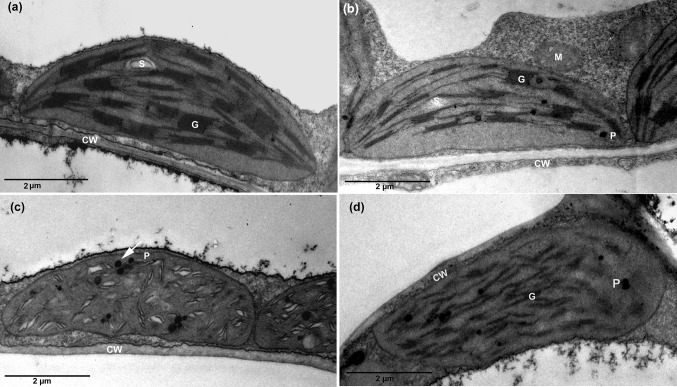 Fig. 5