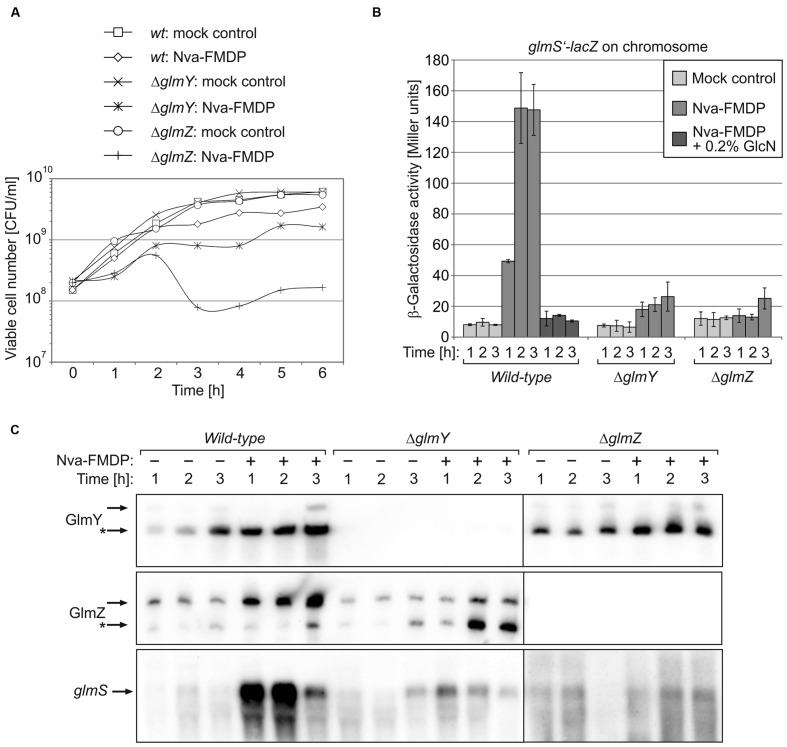 FIGURE 4