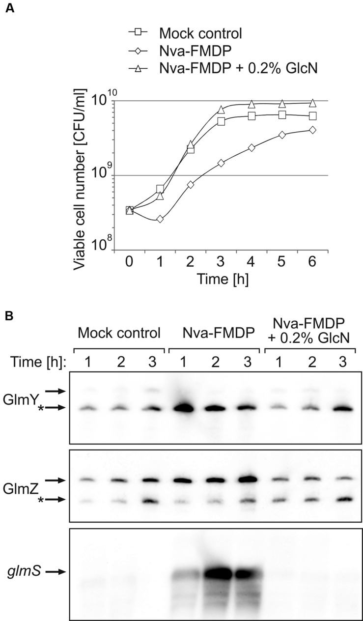 FIGURE 6