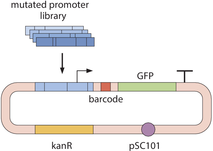 Appendix 1—figure 1.