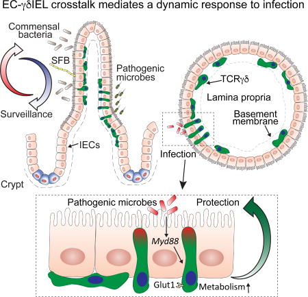 graphic file with name nihms904138u1.jpg