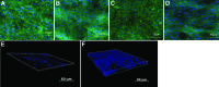 <b>FIG. 2.</b>