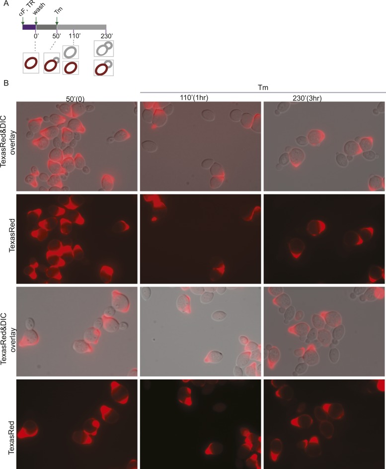 Figure 5—figure supplement 3.