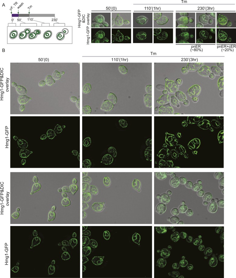 Figure 5—figure supplement 5.