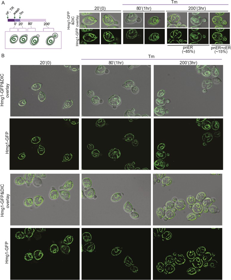 Figure 5—figure supplement 4.