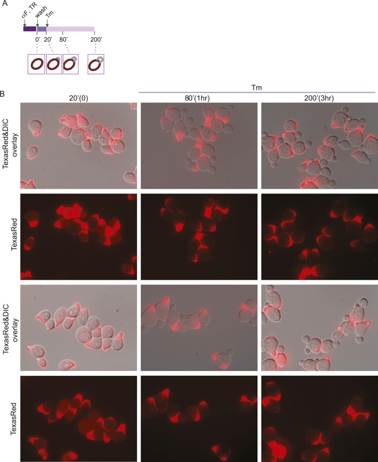 Figure 5—figure supplement 2.