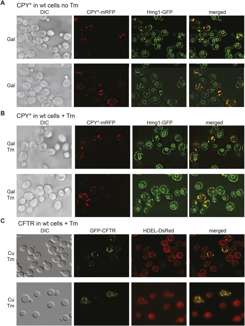 Figure 2—figure supplement 3.