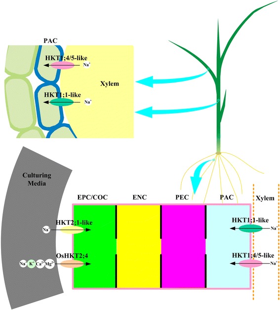 Figure 5