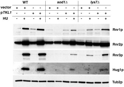 FIG. 7.