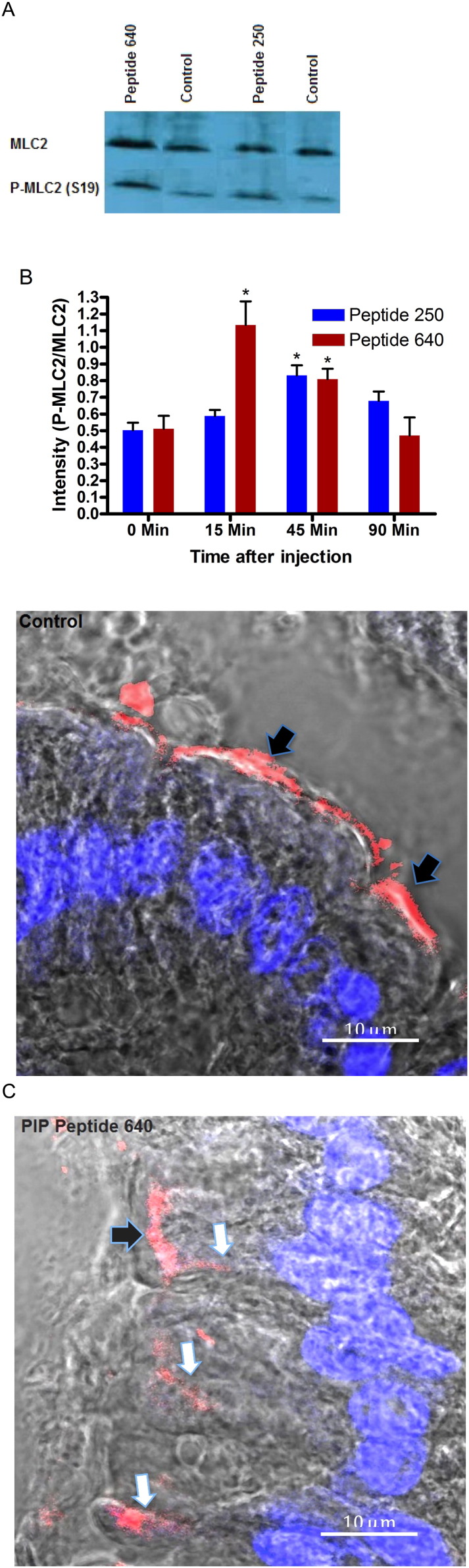 Fig. 4