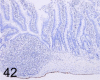 Fig. 42.