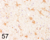 Fig. 57.