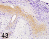 Fig. 43.