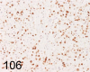 Fig. 106.