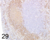 Fig. 29.