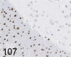 Fig. 107.