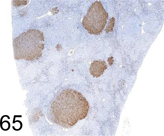 Fig. 65.