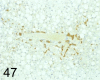 Fig. 47.