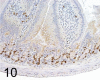 Fig. 10.