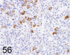 Fig. 56.