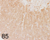 Fig. 85.