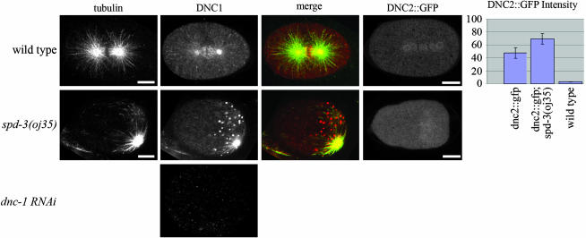 Figure 4.—