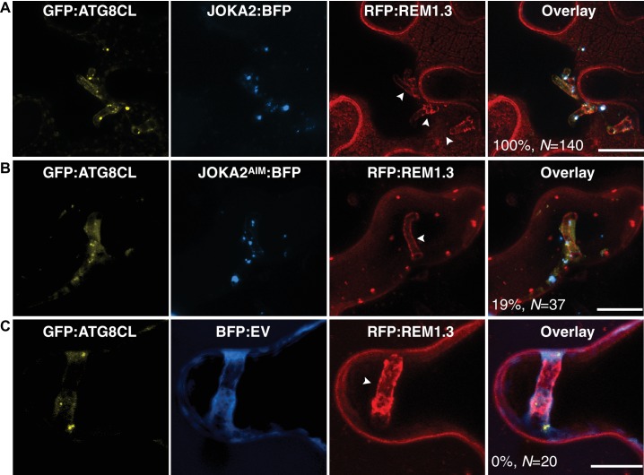 Figure 3—figure supplement 3.