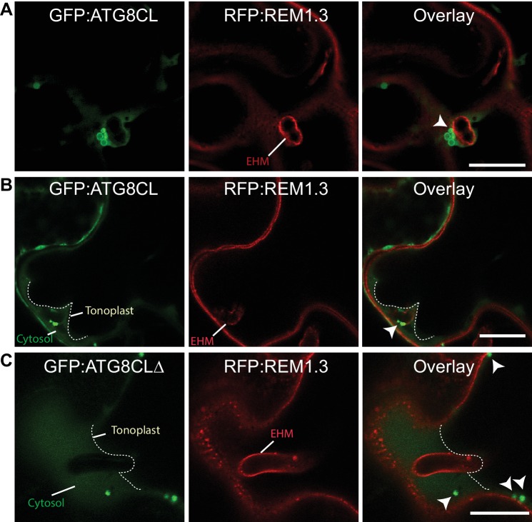 Figure 1—figure supplement 2.