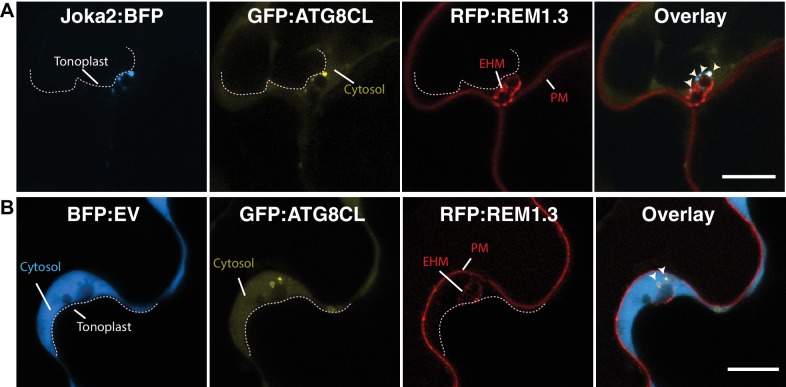 Figure 3—figure supplement 1.