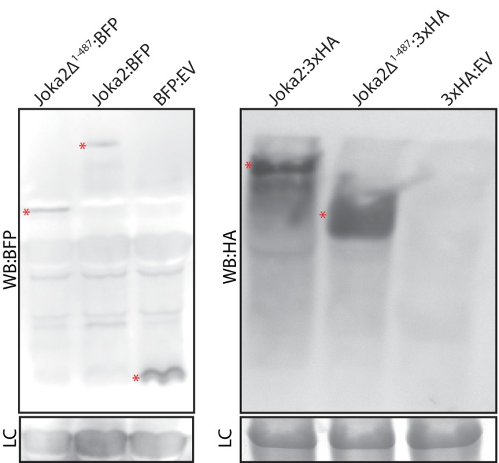 Figure 3—figure supplement 2.