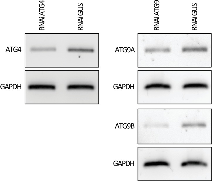 Figure 2—figure supplement 1.