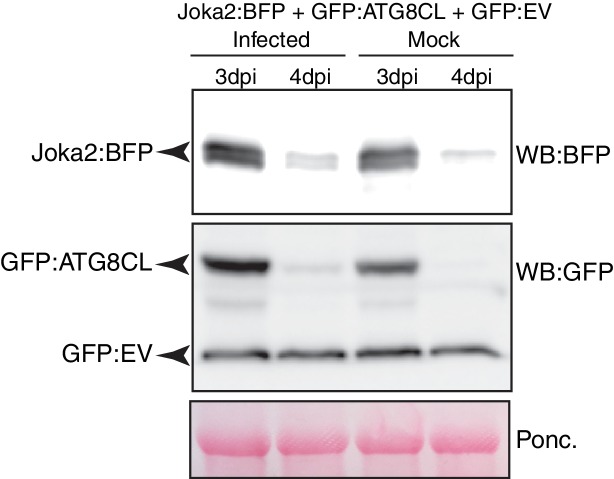 Figure 3—figure supplement 4.