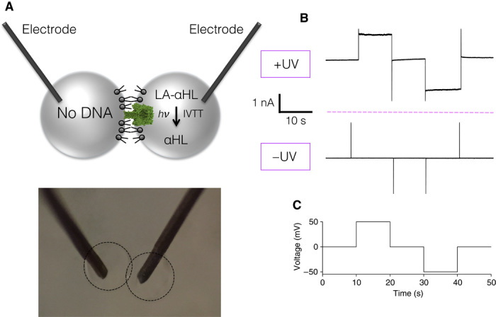 Fig. 4