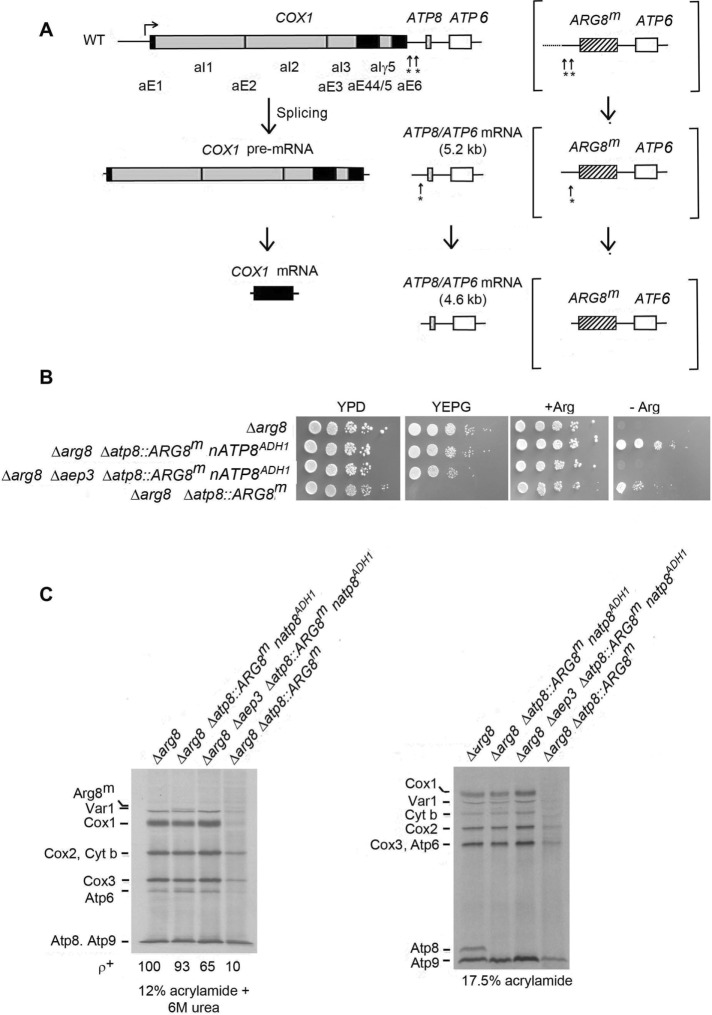 FIGURE 2: