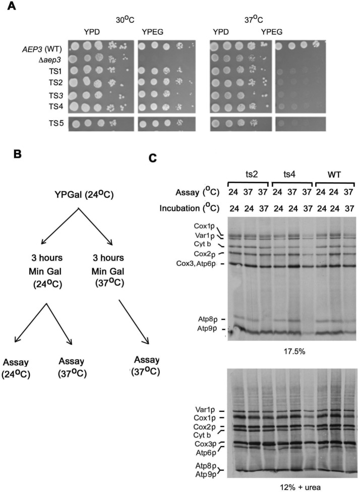 FIGURE 1: