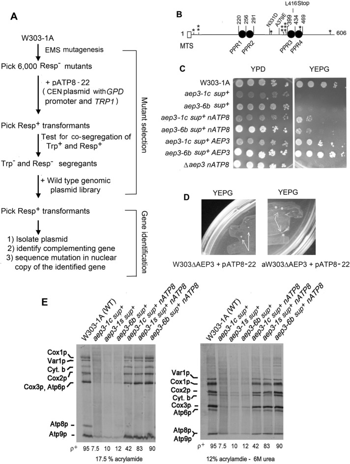 FIGURE 3: