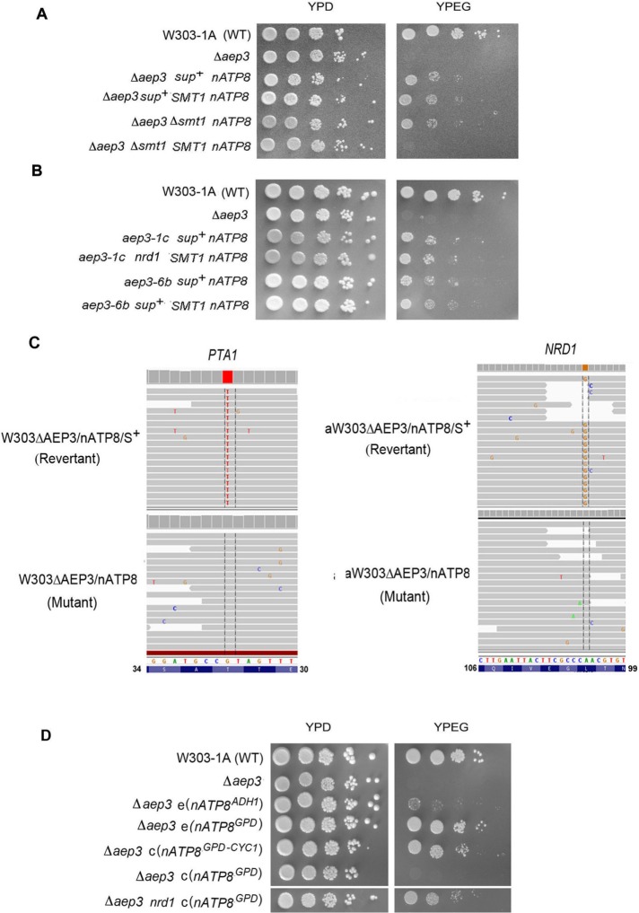 FIGURE 4: