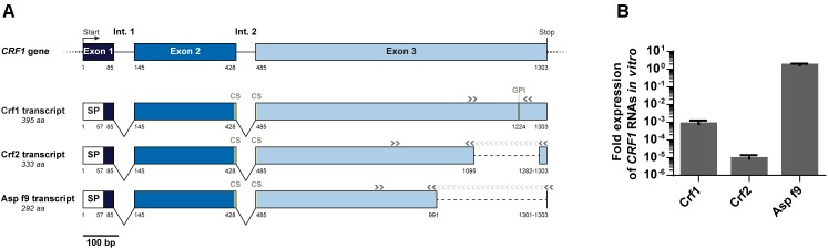 FIGURE 2