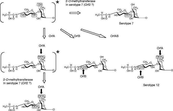 FIG. 7.