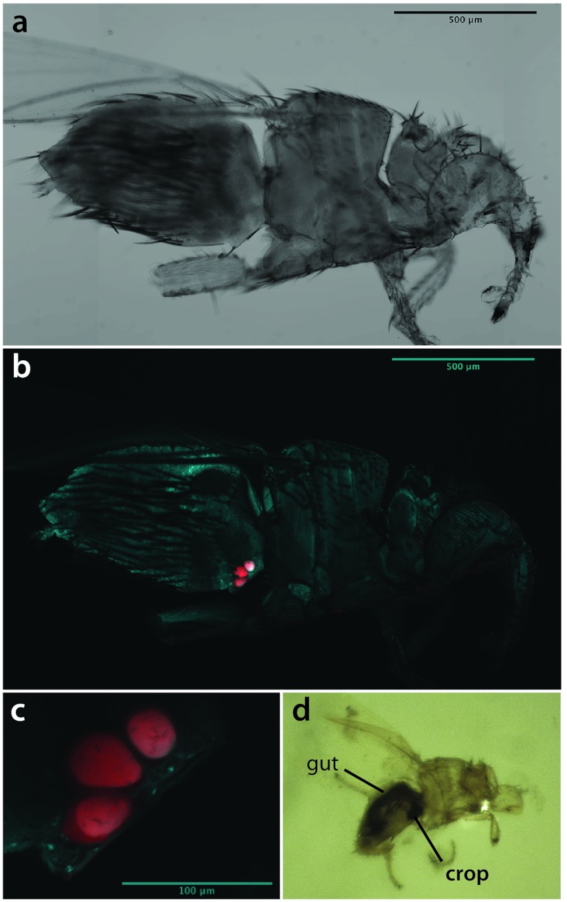 Fig 5