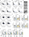 Figure 4. Activation of β-catenin decreases butyrophilin-like molecule expression. A and B, Correlation between indicated genes as determined by TempO-seq and γδ T-cell density determined by IHC in the Scotland cohort. Units on axes are normalized read counts × 103. Each dot represents one tumor (n = 77 left and 82 right). P and r values determined by Pearson correlation. C, Correlation between CTNNB1 or SOX9 expression and BTNL3 or BTNL8 expression in the Marisa cohort (28). Units on axes are normalized counts × 103. Each dot represents one tumor (n = 258). P and r values determined by Pearson correlation. D, Images of organoids derived from indicated mouse models taken 4 days after tamoxifen treatment. E, Fold change in expression levels of indicated genes in organoids from various genotypes measured at indicated days after tamoxifen treatment. Each dot represents one organoid derived from one mouse (n = 3). F, Fold change in expression levels of indicated genes in WT organoids treated with 3 or 10 μmol/L CHIR-99021 for indicated days. Each dot represents one organoid derived from one mouse (n = 3). Data are presented as mean ± SD. *, P < 0.05; **, P < 0.01; ***, P < 0.001 (one-way ANOVA followed by Dunnett post hoc test).