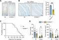 Figure 1. Loss of Btnl1 increases adenoma formation in Apc-deficient mouse models. A, Images of SI from VA and VA;Btnl1—/— mice stained for Btnl1 mRNA representative of 4/group; scale bar, 100 μm. B, Images of SI from VA and VA;Btnl1—/— mice stained for Trdc mRNA; scale bar, 500 μm. γδ T-cell numbers in SI of indicated models. Each dot represents one mouse (n = 3). C, Kaplan–Meier survival analysis of VA (n = 15) and VA;Btnl1—/— (n = 6) mice. D, Tumor number and tumor burden (mm2) in SI and colon of VA and VA;Btnl1—/— mice. Each dot represents one mouse (n = 15 VA, 6 VA;Btnl1—/— mice). Data are presented as mean ± SD. *, P < 0.05; ***, P < 0.001 (unpaired t test).